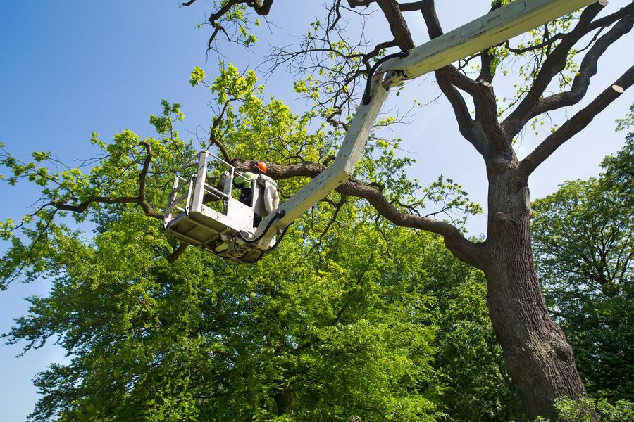 Arborist pruning a mature tree from an aerial bucket truck