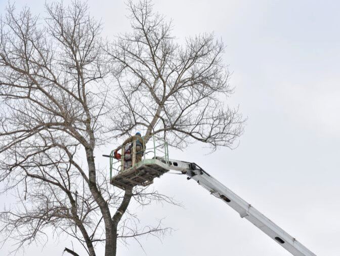 Arborist trimming a tall tree from a bucket truck