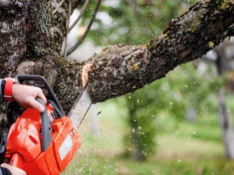 Chainsaw cutting through a tree branch with wood chips flying