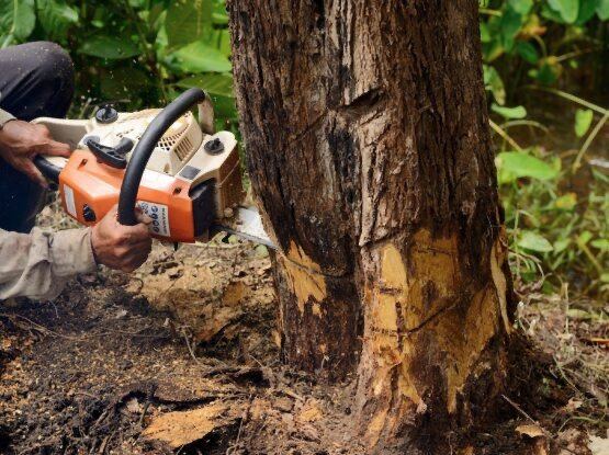 Close-up of a chainsaw cutting into a damaged tree trunk