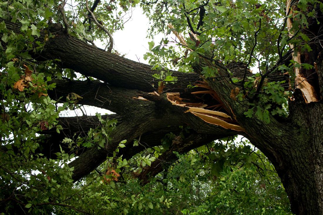 Large tree limb split and cracked open after storm damage
