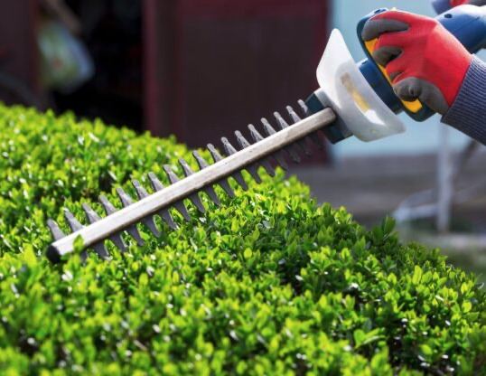 Power hedge trimmer cutting the top of a neatly kept boxwood hedge