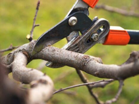 Pruning shears trimming a branch on a hedge