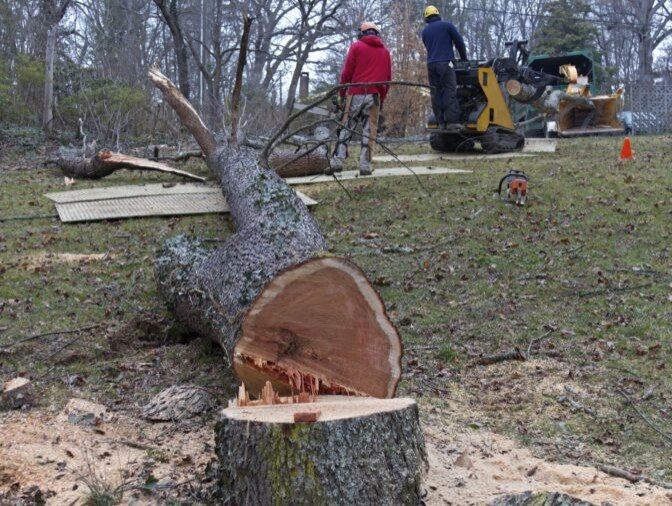 Tree removal crew clearing a felled tree with equipment in a North Andover yard
