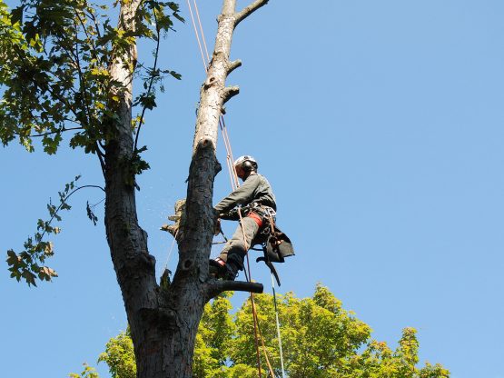 emergency tree service North Andover MA